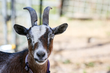 Goat posing for the camera on a farm in Central Florida with copy space