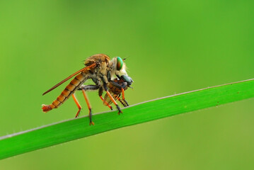 robberfly 
