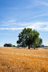 Trees in cereal fields on a sunny summer afternoon, Wiltshire, England