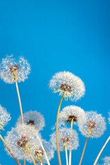 Vertical image of white delicate dandelions against blue background. Empty space