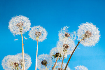 Lot of dandelions against blue background.Sunny morning day.Calm and peace