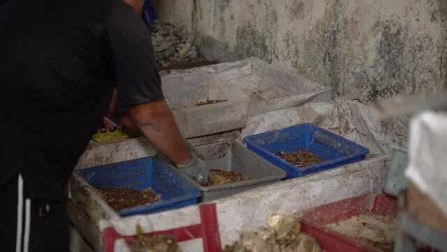 Feeding maggot cultivation in tubs. Maggot is an animal that can decompose organic waste, maggot is cultivated for poultry feed, ornamental fish cultivation or fishing bait.