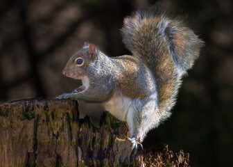 squirrel in the park