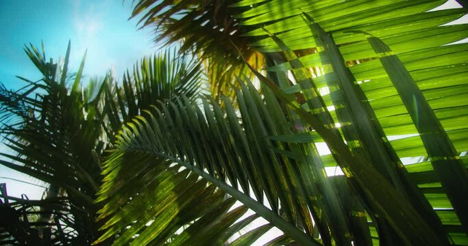 Gtreen tropical palm tree leaves with beautiful sunbeam glimmering through branches close-up.