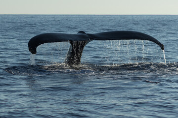 Fototapeta premium Humpback whale tail fluke