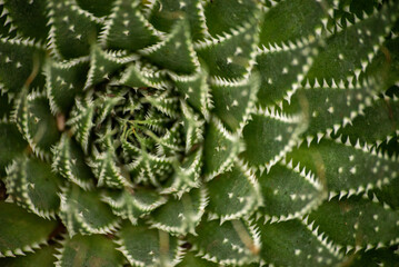 Cactus close-up