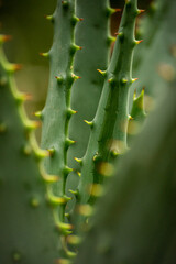 Cactus close-up