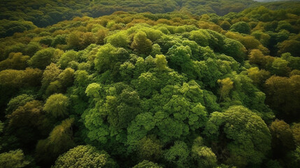 Naklejka premium Aerial View of a Breathtaking Forest Canopy