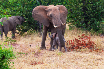 Elephant and newborn, Tuli Block, Botswana