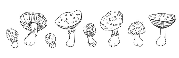 A set of linear sketches, coloring pages of forest mushrooms fly agaric.Vector graphics.	