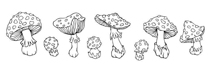 A set of linear sketches, coloring pages of forest mushrooms fly agaric.Vector graphics.	