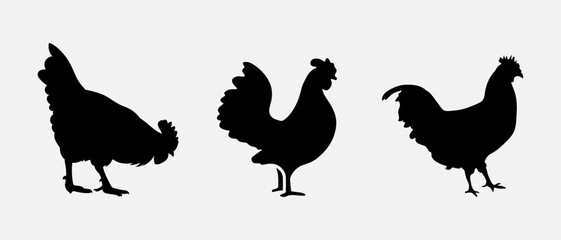 isolated black silhouette of a chicken , vector collection © tabon