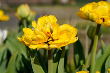 Multi layered, yellow tulips booming in an outdoor garden space.