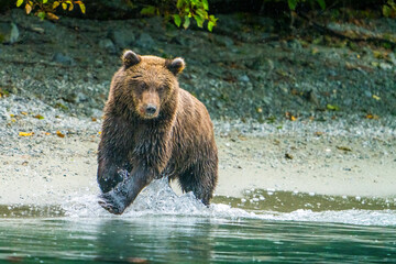 Alaska, Lake Clark. Young grizzly running on the shoreline.