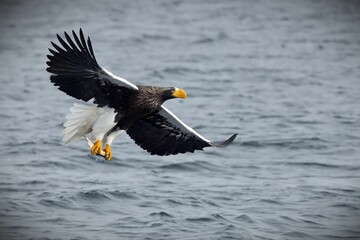 Steller's sea eagle soaring gracefully above a tranquil body of water in Japan