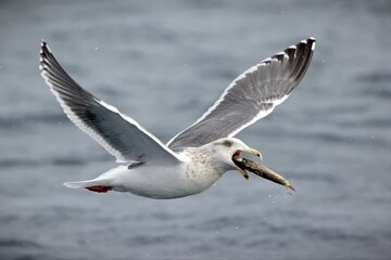 Fototapeta na wymiar Slaty-backed gull gliding over a tranquil body of water with a freshly caught fish in its beak