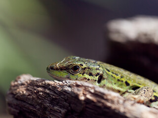 detail of a lizard in a meadow