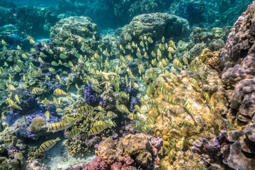 French Polynesia, Bora Bora. School of convict surgeonfish and coral.