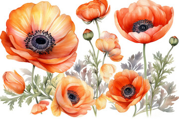 orange poppy anemone and ranunculus watercolor set illustration of flowers, decoration pattern, floral woman,women, mother's day, Generative AI