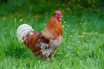 Red brown rooster in high grass of garden