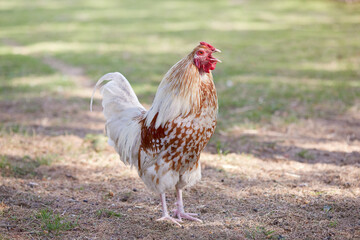 White rooster crows in garden