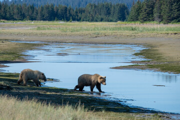 Brown bears search for water to drink.