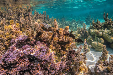 Naklejka na ściany i meble French Polynesia, Taha'a. Coral scenic with reef fish.