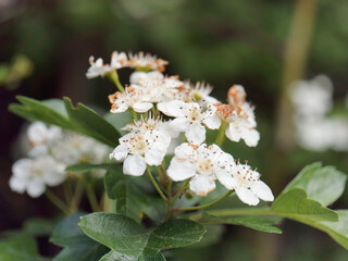 white flowers piracanta in a garden