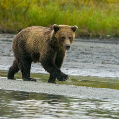 Obraz na płótnie Canvas Alaska, Lake Clark. Young grizzly bear walks along the shoreline.