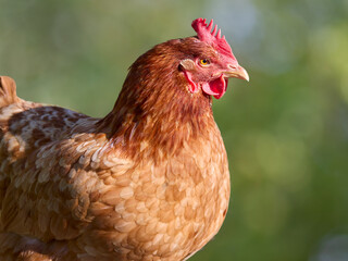 Closeup of brown Sussex chicken