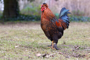 Red brown rooster free-range in garden