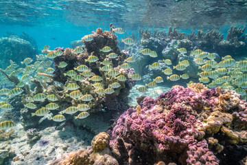 French Polynesia, Bora Bora. School of convict surgeonfish and coral.