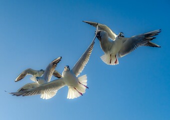 Group of seagulls flying against the background of clear blue sky.