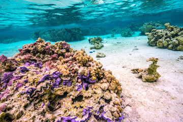 Naklejka na ściany i meble French Polynesia, Taha'a. Giant clams and coral underwater.