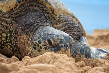 Closeup of a Hawaiian green sea turtle (Chelonia mydas) (honu) resting on the sands of Poipu beach,...