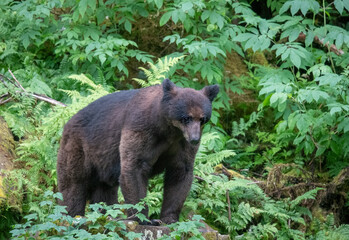 Obraz na płótnie Canvas Black bear looking down on Anan Creek.