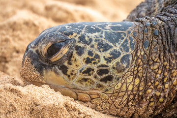 Obraz premium Closeup of a Hawaiian green sea turtle (Chelonia mydas) (honu) resting on the sands of Poipu beach, Kauai, Hawaii, USA