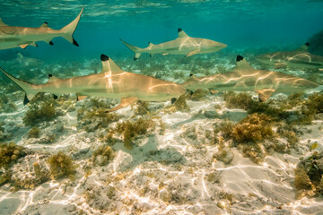 French Polynesia, Bora Bora. Black-tipped reef sharks close-up.