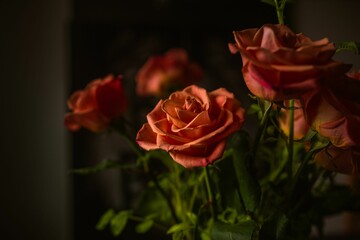 A closeup shot of a red rose with a blurred background