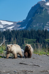 Brown bear siblings entering Cook Inlet beach.