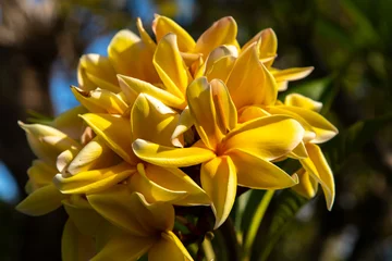 Zelfklevend Fotobehang French Polynesia, Taha'a. Close-up of yellow plumeria blossoms. © Danita Delimont