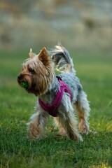 Cheerful-looking Yorkshire Terrier playing with a ball on the green lawn.