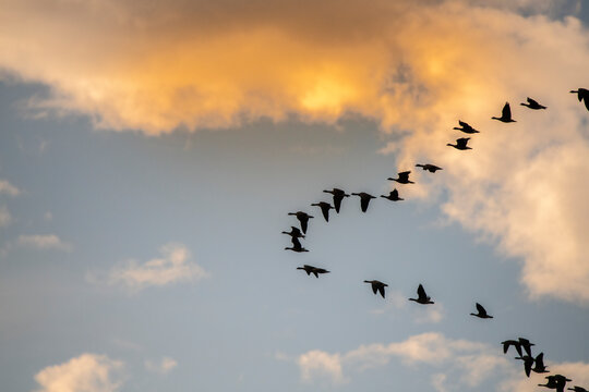 Brandt's geese come in for the night in the Sacramento Valley.