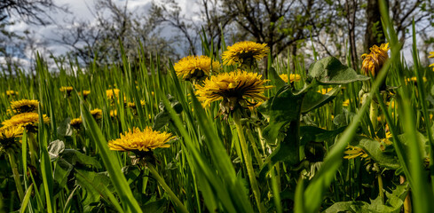 Beautiful green background with flowers of yellow dandelions. Springtime background.