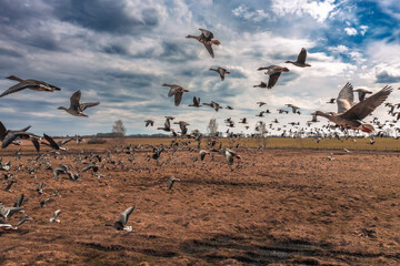 Geese flock in spring time