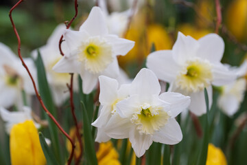 Closeup of the daffodil flowers in the lush field