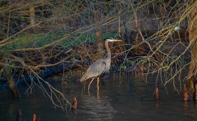 Great blue heron is standing in the calm, still waters of a lake
