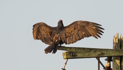 a bird on a pole with wings wide open and spread