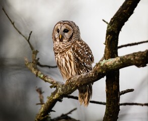 Majestic owl perched on a bare tree branch, set against a dreary and cloudy sky