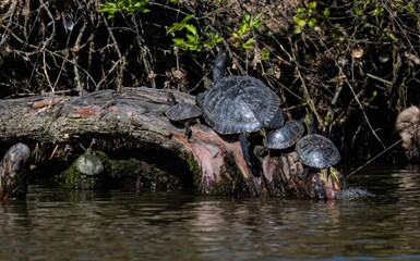 there are turtles on the branch in the water together,